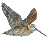 Picture of flying Woodcock