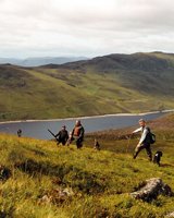 Driven Shooting in Scotland