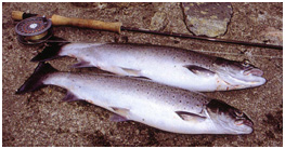 salmone