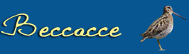 beccacce